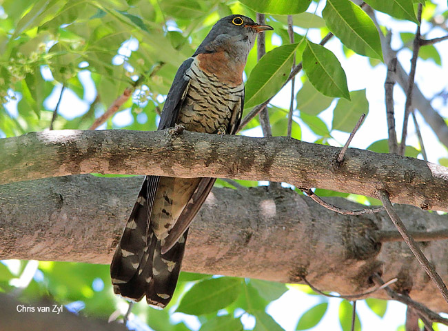 Red-chested Cuckoo